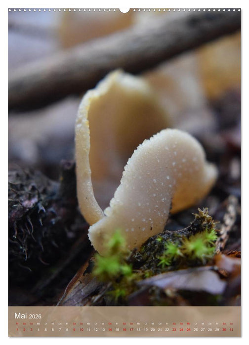 Die kleinen Dinge - märchenhafte Pilzwelten (CALVENDO Wandkalender 2026)
