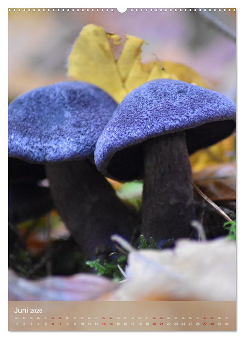 Die kleinen Dinge - märchenhafte Pilzwelten (CALVENDO Wandkalender 2026)