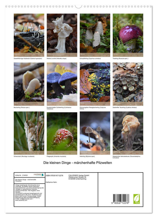 Die kleinen Dinge - märchenhafte Pilzwelten (CALVENDO Premium Wandkalender 2026)