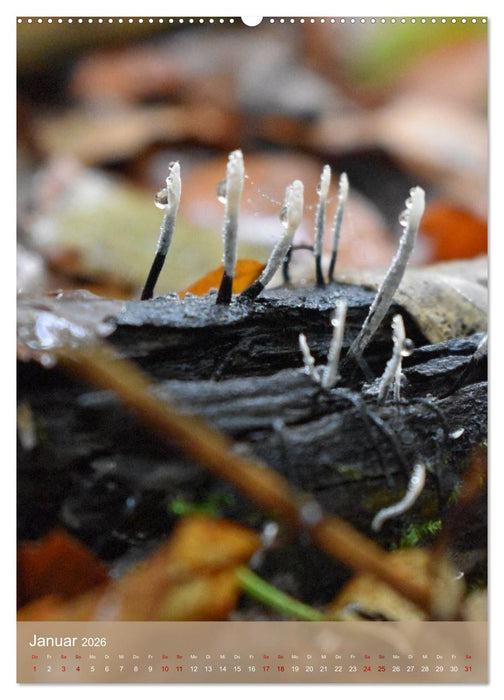 Die kleinen Dinge - märchenhafte Pilzwelten (CALVENDO Premium Wandkalender 2026)