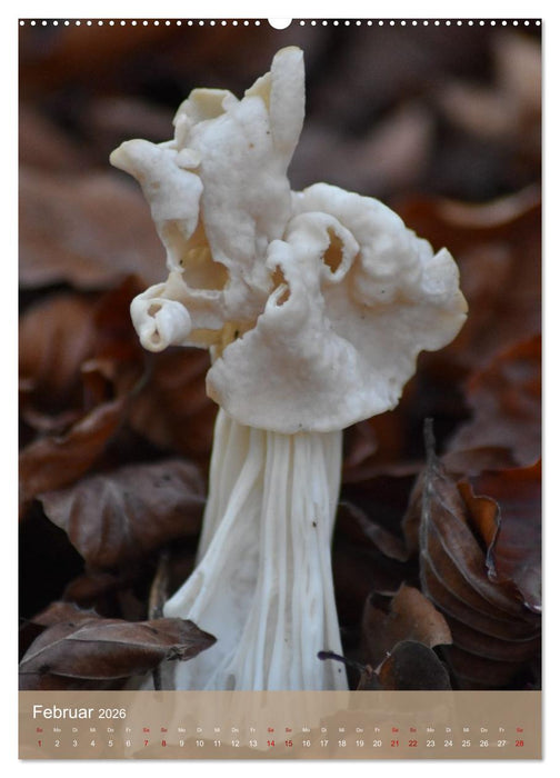 Die kleinen Dinge - märchenhafte Pilzwelten (CALVENDO Premium Wandkalender 2026)