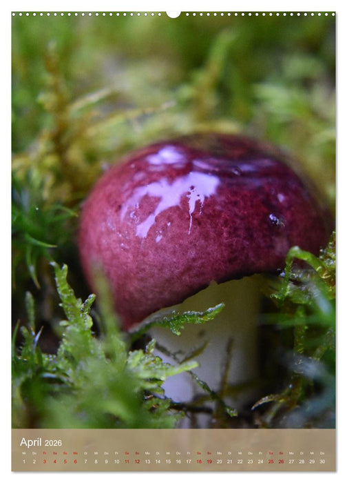 Die kleinen Dinge - märchenhafte Pilzwelten (CALVENDO Premium Wandkalender 2026)