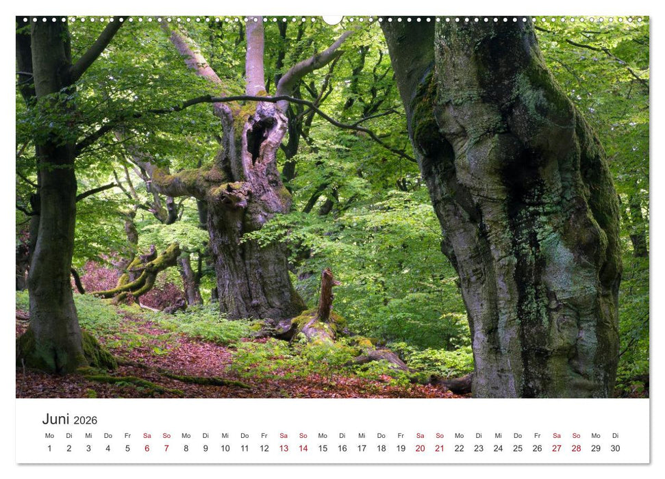 Im Deutschen Wald (CALVENDO Premium Wandkalender 2026)