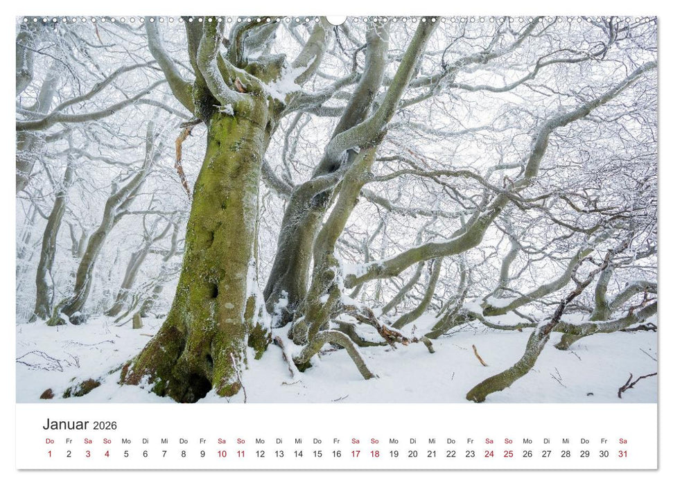 Im Deutschen Wald (CALVENDO Wandkalender 2026)