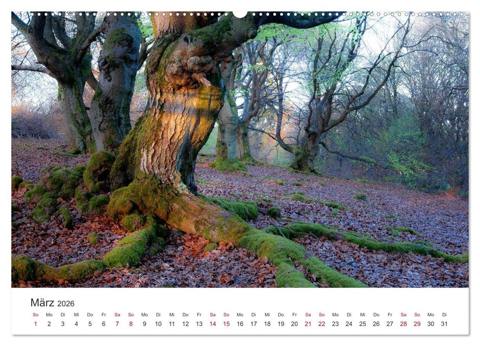 Im Deutschen Wald (CALVENDO Wandkalender 2026)