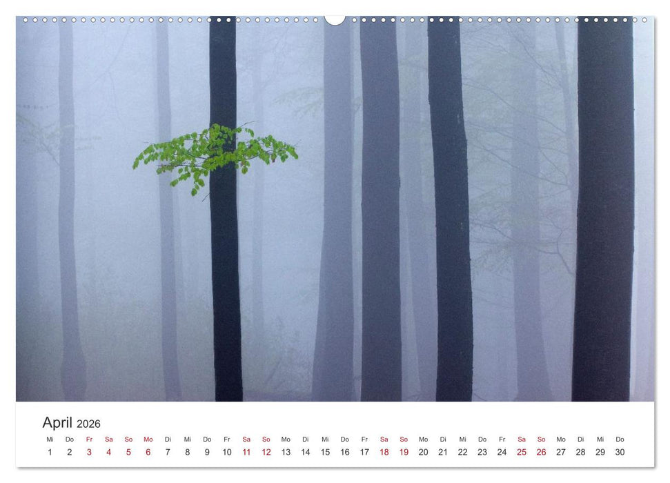 Im Deutschen Wald (CALVENDO Wandkalender 2026)