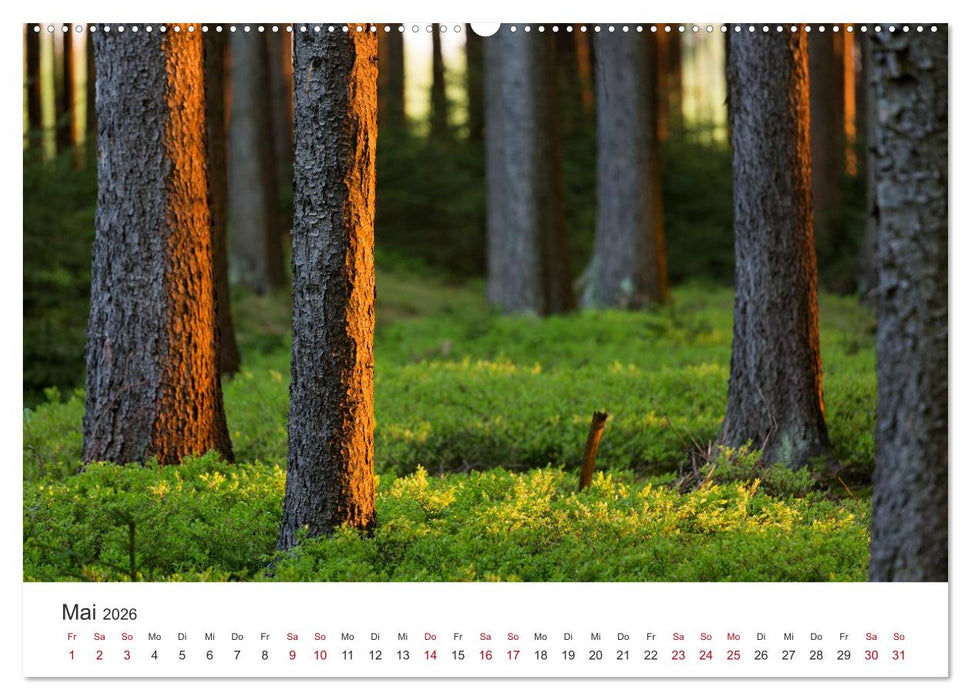 Im Deutschen Wald (CALVENDO Wandkalender 2026)