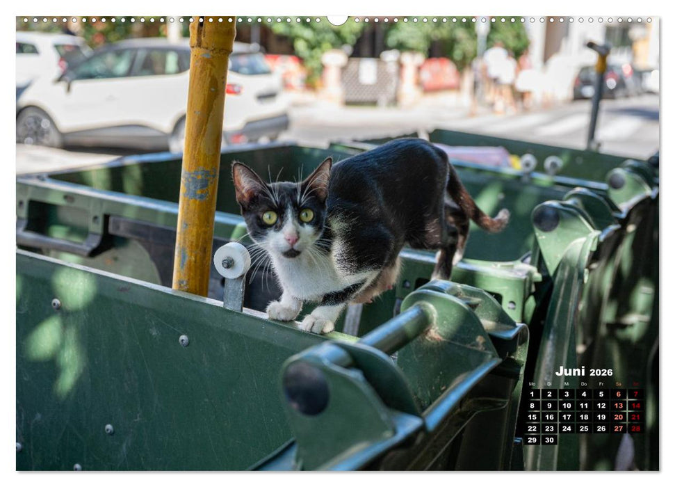 Katzen von Rhodos - Kleine Götter auf vier Pfoten (CALVENDO Wandkalender 2026)