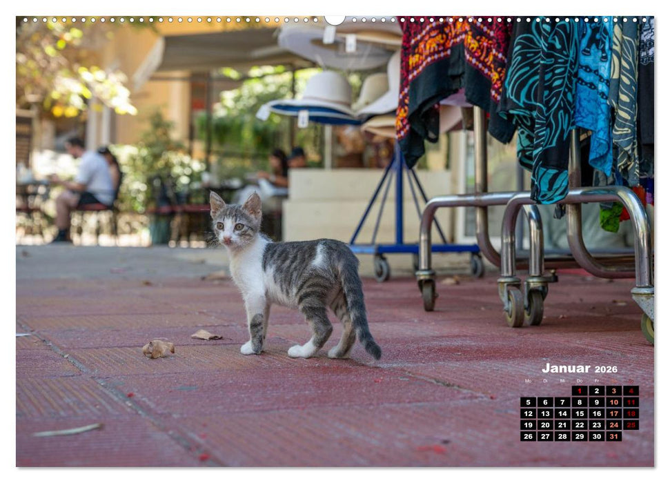 Katzen von Rhodos - Kleine Götter auf vier Pfoten (CALVENDO Premium Wandkalender 2026)