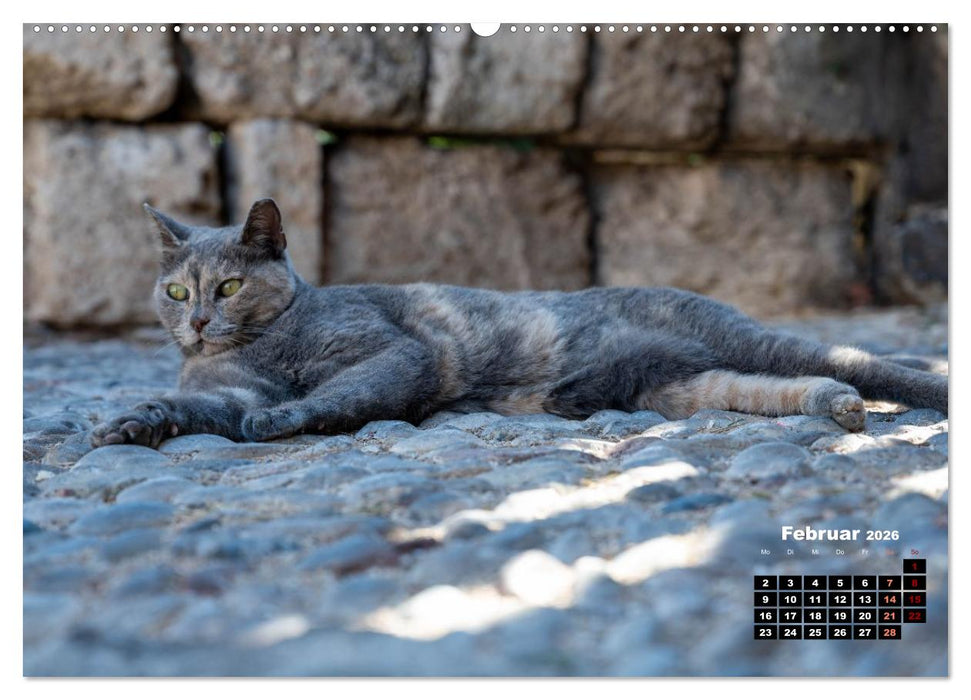 Katzen von Rhodos - Kleine Götter auf vier Pfoten (CALVENDO Premium Wandkalender 2026)