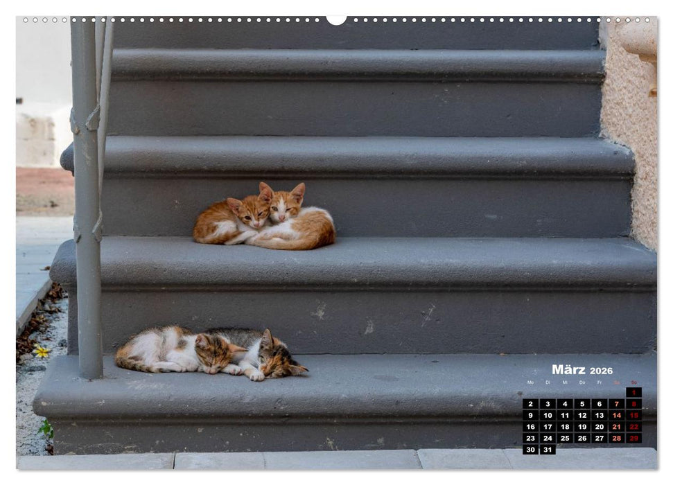 Katzen von Rhodos - Kleine Götter auf vier Pfoten (CALVENDO Premium Wandkalender 2026)