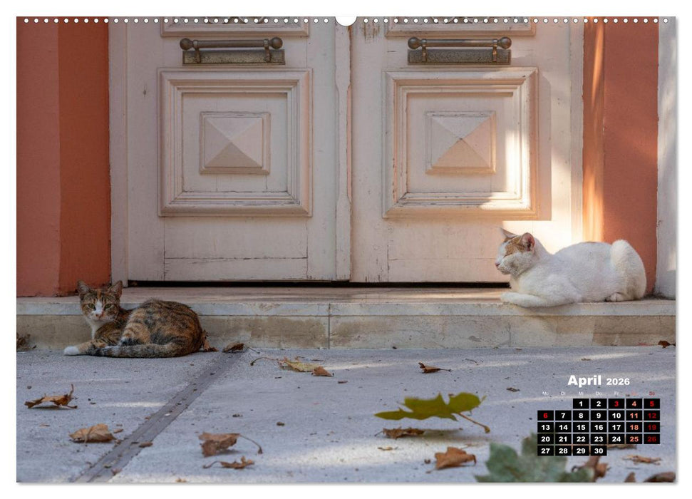 Katzen von Rhodos - Kleine Götter auf vier Pfoten (CALVENDO Premium Wandkalender 2026)