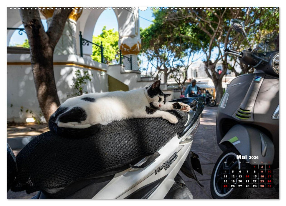 Katzen von Rhodos - Kleine Götter auf vier Pfoten (CALVENDO Premium Wandkalender 2026)
