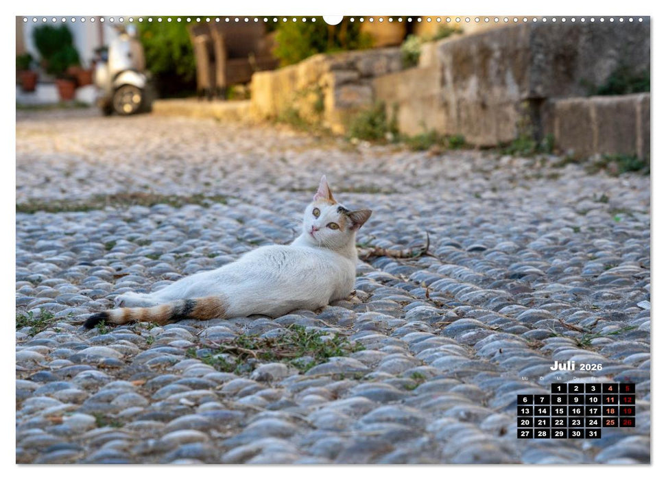 Katzen von Rhodos - Kleine Götter auf vier Pfoten (CALVENDO Premium Wandkalender 2026)