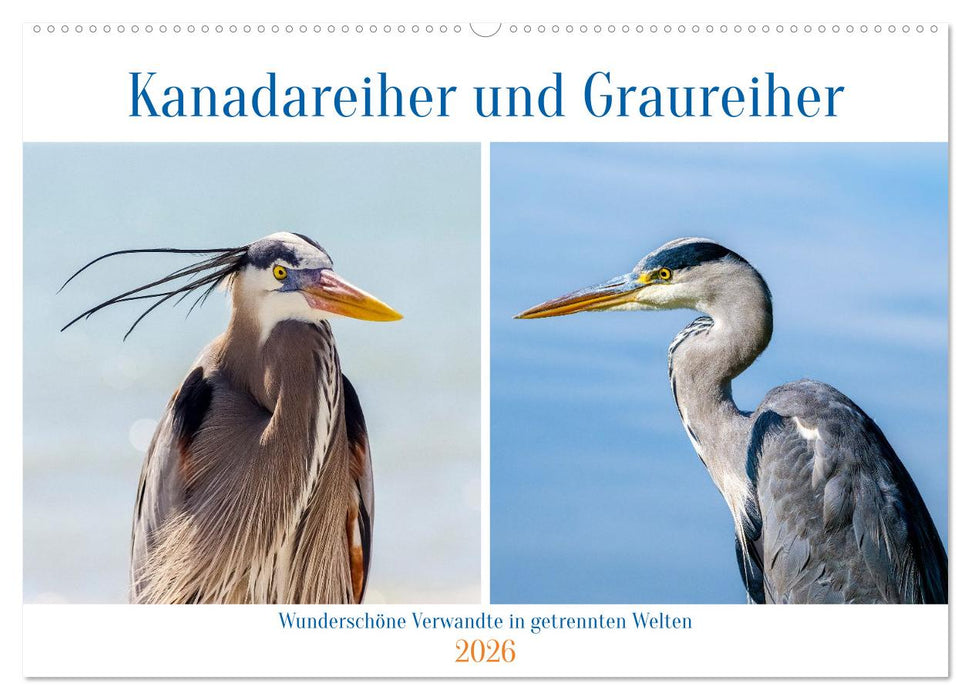 Kanadareiher und Graureiher (CALVENDO Wandkalender 2026)