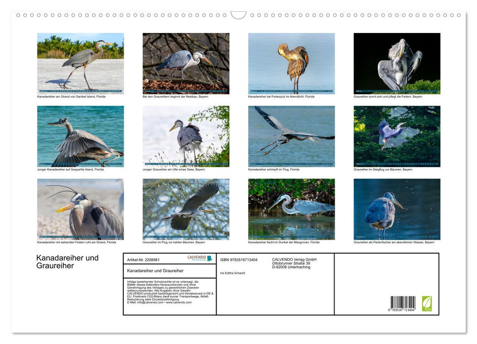 Kanadareiher und Graureiher (CALVENDO Wandkalender 2026)