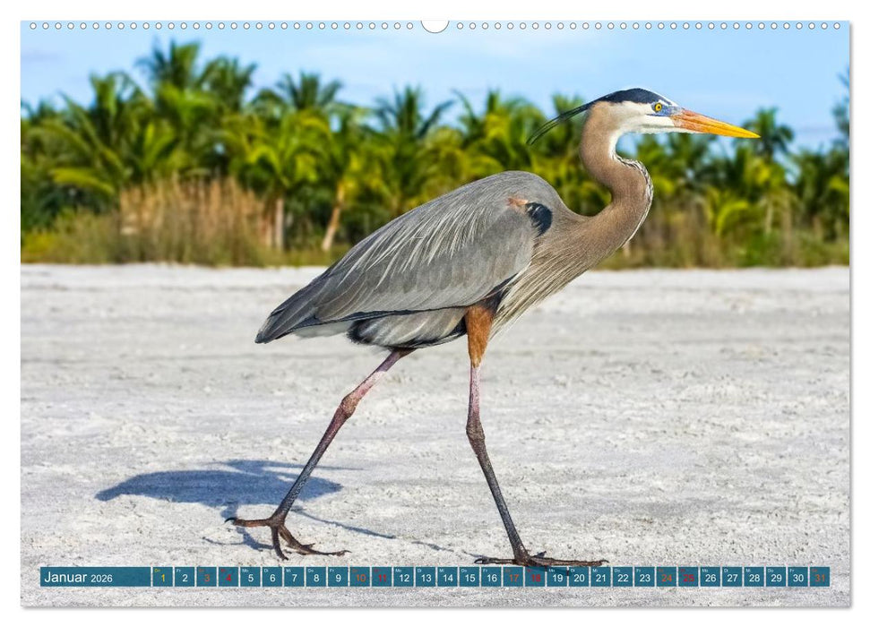 Kanadareiher und Graureiher (CALVENDO Wandkalender 2026)
