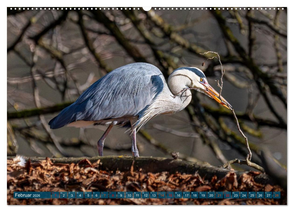 Kanadareiher und Graureiher (CALVENDO Wandkalender 2026)