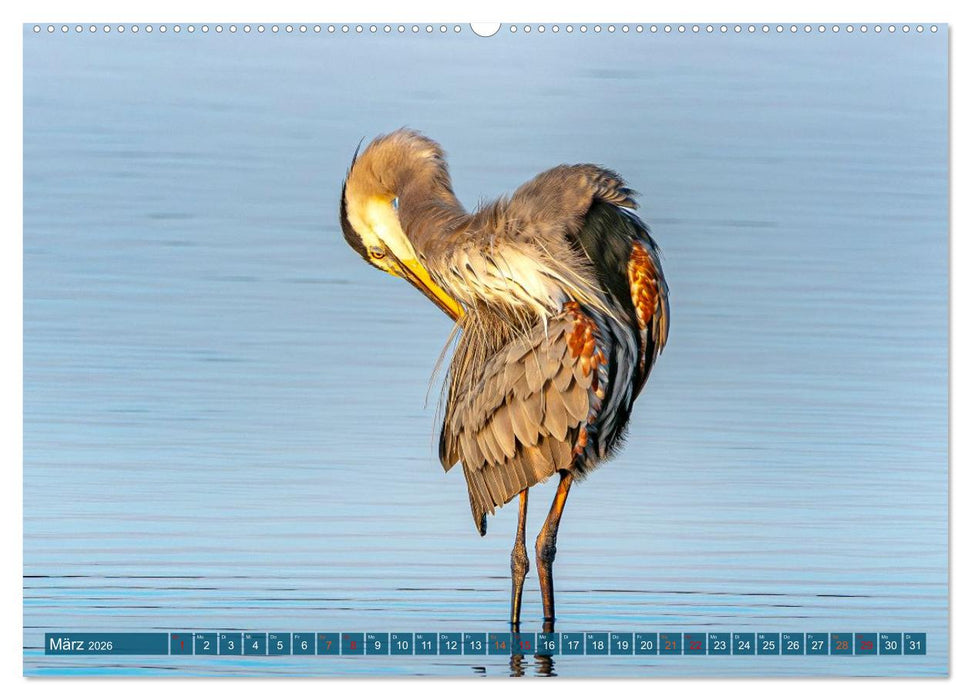 Kanadareiher und Graureiher (CALVENDO Wandkalender 2026)