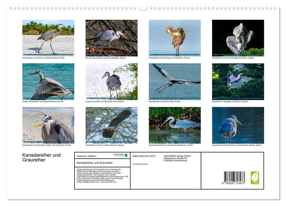 Kanadareiher und Graureiher (CALVENDO Premium Wandkalender 2026)