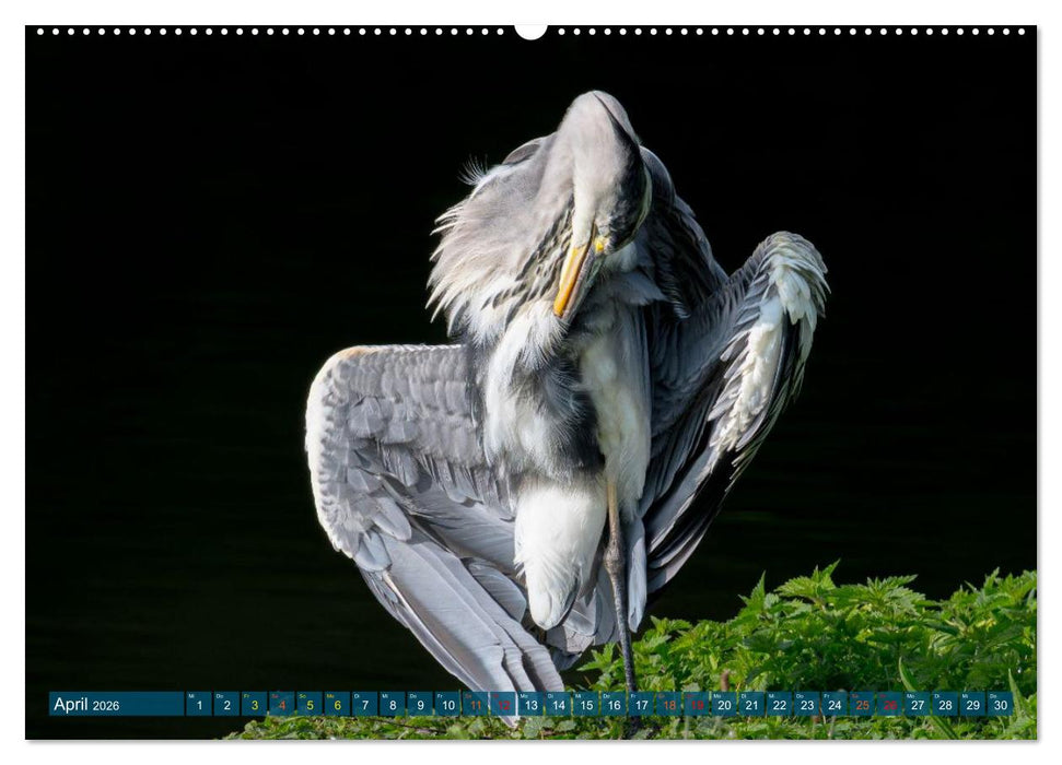 Kanadareiher und Graureiher (CALVENDO Premium Wandkalender 2026)