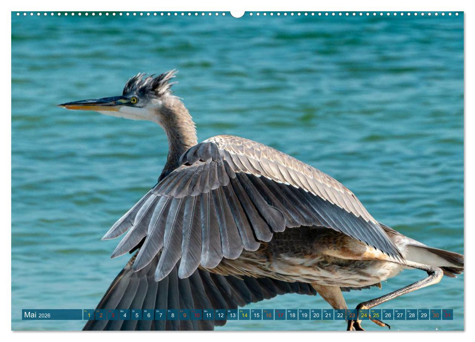 Kanadareiher und Graureiher (CALVENDO Premium Wandkalender 2026)