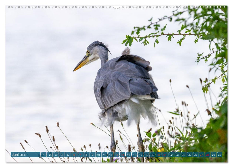 Kanadareiher und Graureiher (CALVENDO Premium Wandkalender 2026)