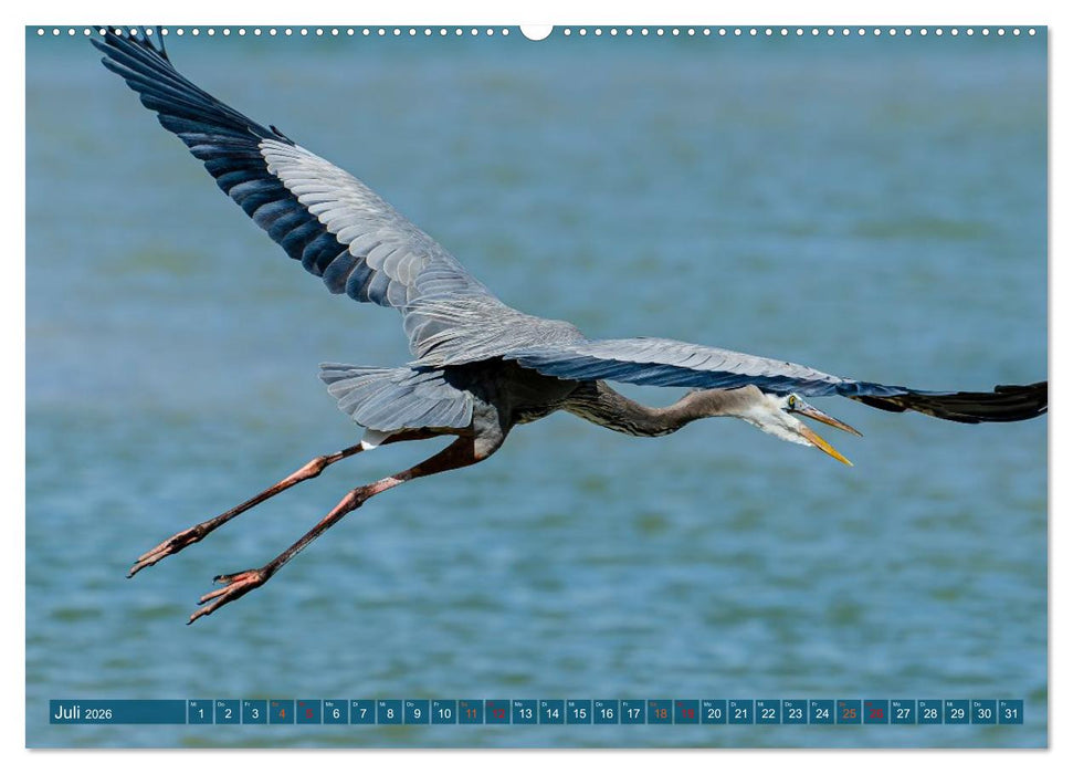Kanadareiher und Graureiher (CALVENDO Premium Wandkalender 2026)