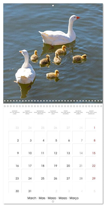 Stratford upon Avon - Shakespeare's Hometown (CALVENDO Monthly Calendar 2026)