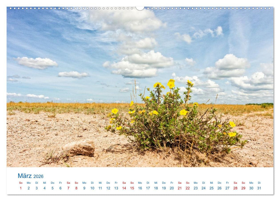Öland - Schwedens Insel der Sonne und des Windes (CALVENDO Wandkalender 2026)