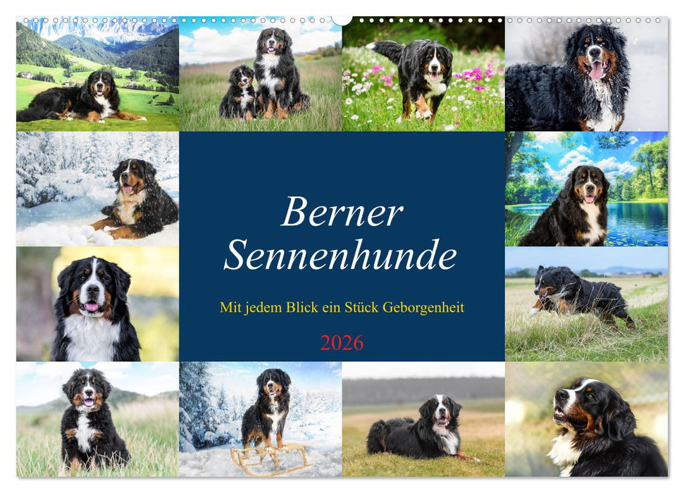 Berner Sennenhunde - Mit jedem Blick ein Stück Geborgenheit (CALVENDO Wandkalender 2026)