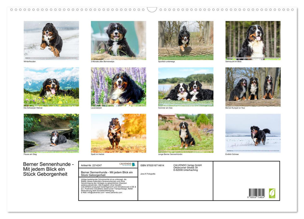 Berner Sennenhunde - Mit jedem Blick ein Stück Geborgenheit (CALVENDO Wandkalender 2026)