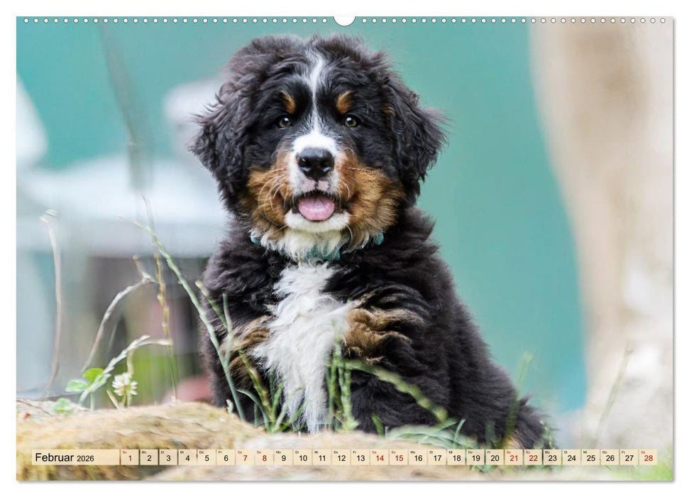 Berner Sennenhunde - Mit jedem Blick ein Stück Geborgenheit (CALVENDO Wandkalender 2026)