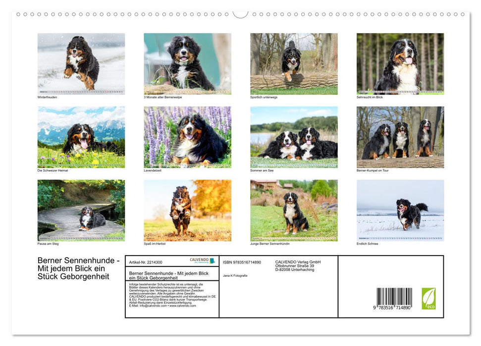 Berner Sennenhunde - Mit jedem Blick ein Stück Geborgenheit (CALVENDO Premium Wandkalender 2026)