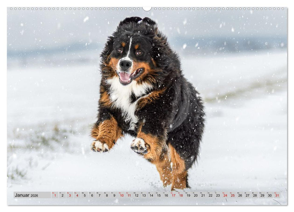 Berner Sennenhunde - Mit jedem Blick ein Stück Geborgenheit (CALVENDO Premium Wandkalender 2026)