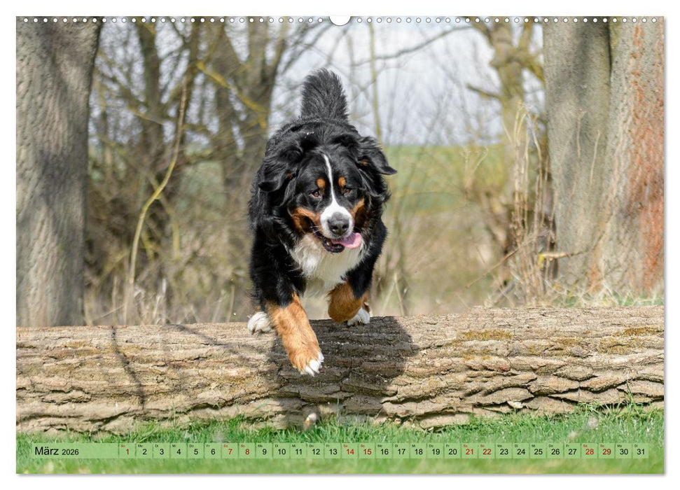 Berner Sennenhunde - Mit jedem Blick ein Stück Geborgenheit (CALVENDO Premium Wandkalender 2026)