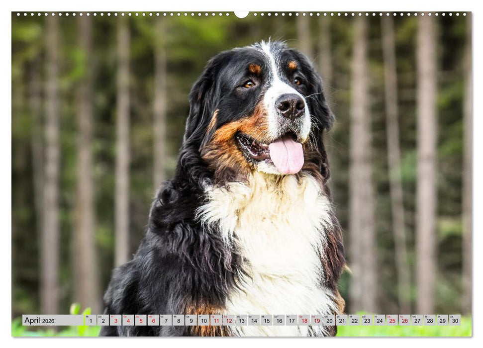 Berner Sennenhunde - Mit jedem Blick ein Stück Geborgenheit (CALVENDO Premium Wandkalender 2026)