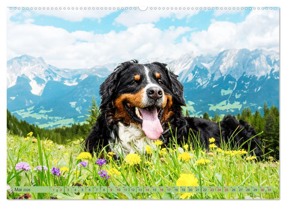 Berner Sennenhunde - Mit jedem Blick ein Stück Geborgenheit (CALVENDO Premium Wandkalender 2026)