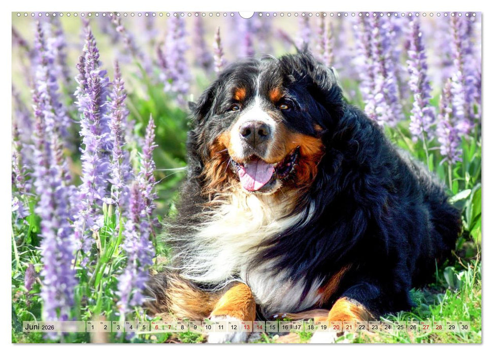 Berner Sennenhunde - Mit jedem Blick ein Stück Geborgenheit (CALVENDO Premium Wandkalender 2026)