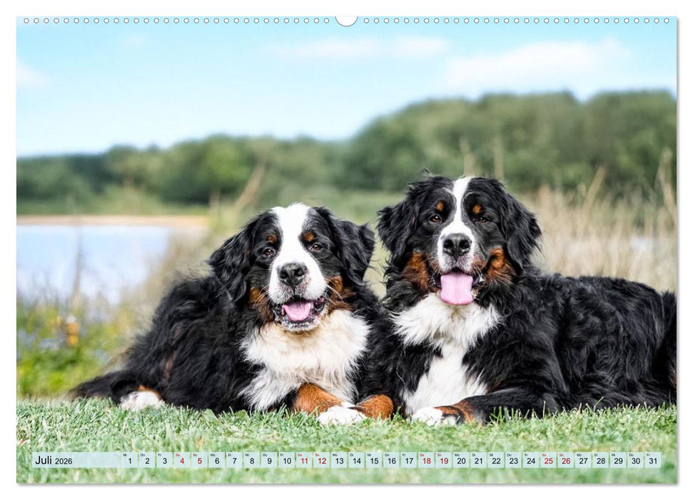 Berner Sennenhunde - Mit jedem Blick ein Stück Geborgenheit (CALVENDO Premium Wandkalender 2026)