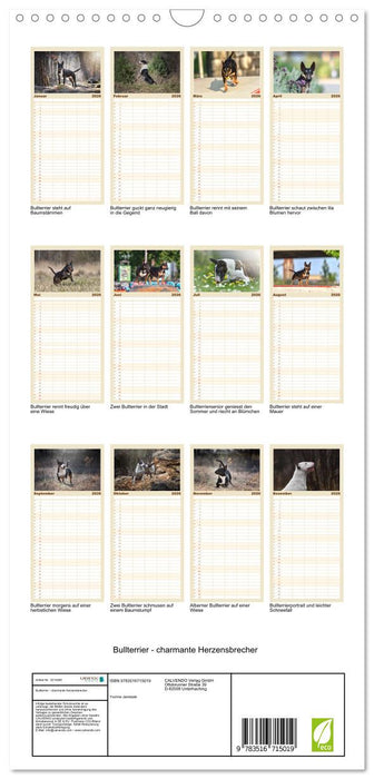 Bullterrier - charmante Herzensbrecher (CALVENDO Familienplaner 2026)