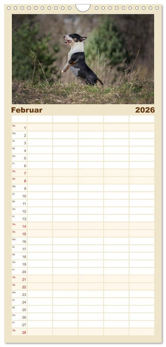 Bullterrier - charmante Herzensbrecher (CALVENDO Familienplaner 2026)