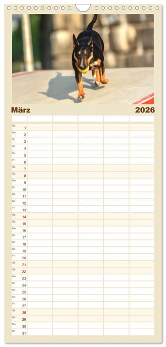Bullterrier - charmante Herzensbrecher (CALVENDO Familienplaner 2026)