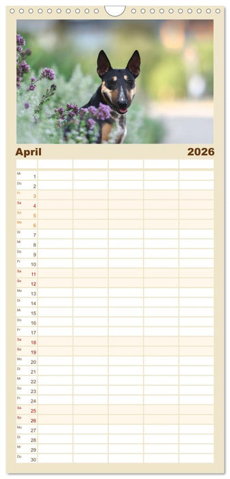 Bullterrier - charmante Herzensbrecher (CALVENDO Familienplaner 2026)