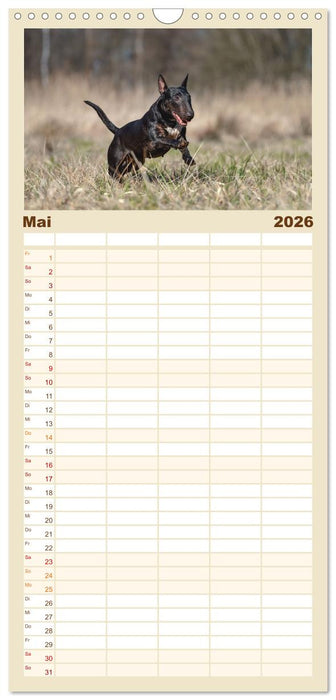 Bullterrier - charmante Herzensbrecher (CALVENDO Familienplaner 2026)