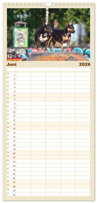 Bullterrier - charmante Herzensbrecher (CALVENDO Familienplaner 2026)