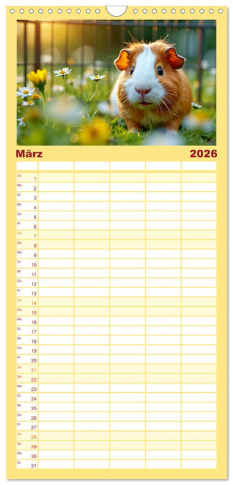 Süße Meerschweinchen (CALVENDO Familienplaner 2026)