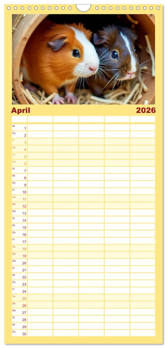 Süße Meerschweinchen (CALVENDO Familienplaner 2026)