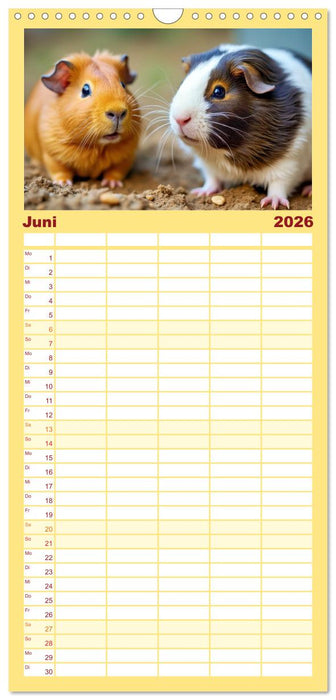 Süße Meerschweinchen (CALVENDO Familienplaner 2026)