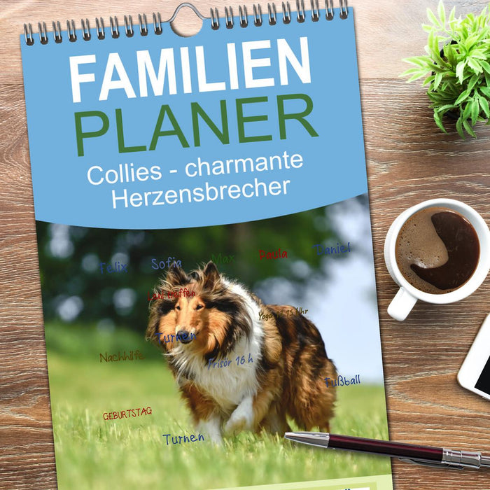 Collies - charmante Herzensbrecher (CALVENDO Familienplaner 2026)